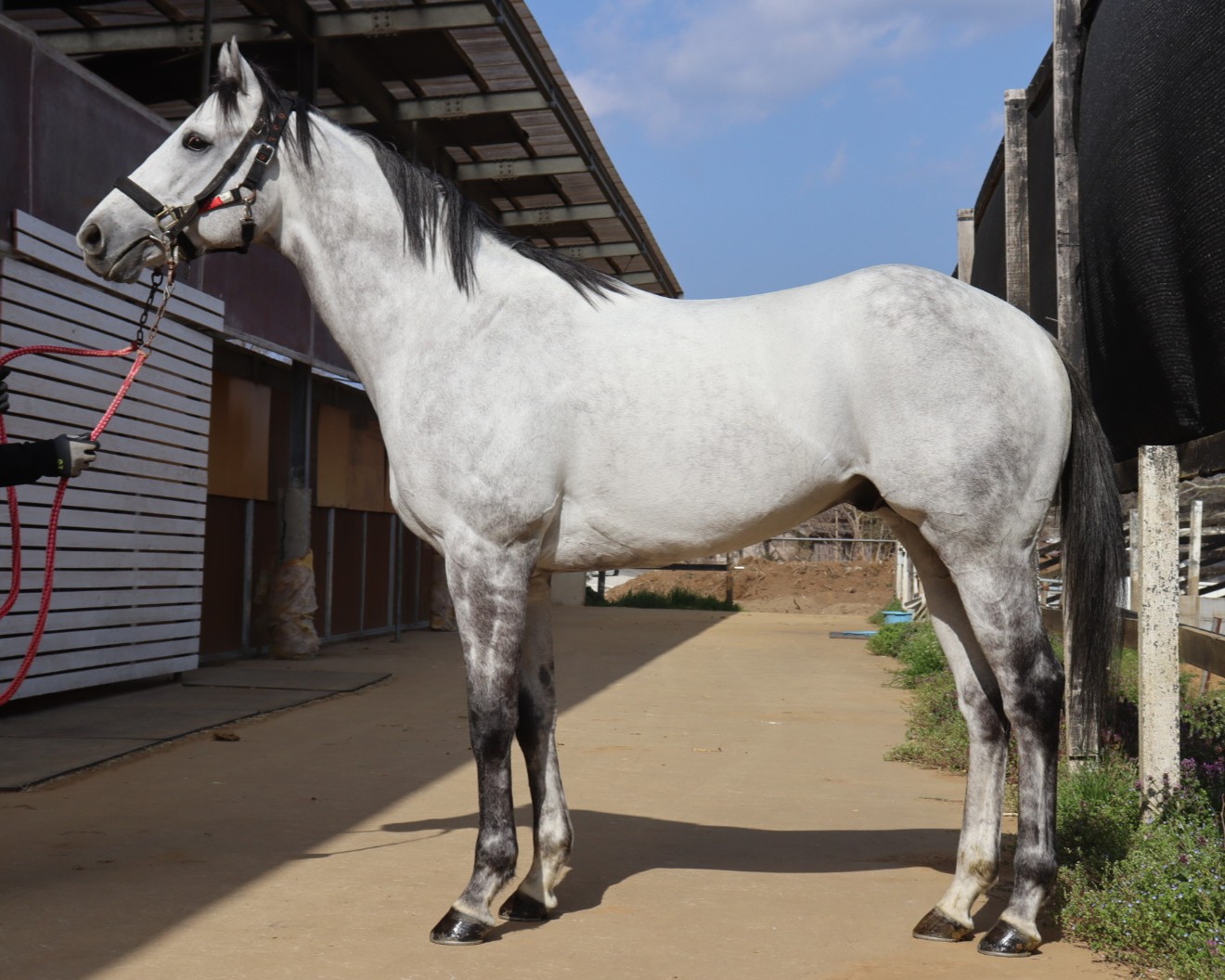 オールフラッグ　　牡７歳　　※地方競馬　在籍_main1