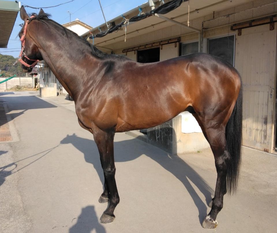 ヤマノマタカ　　牡９歳　　※地方競馬　在籍_main1