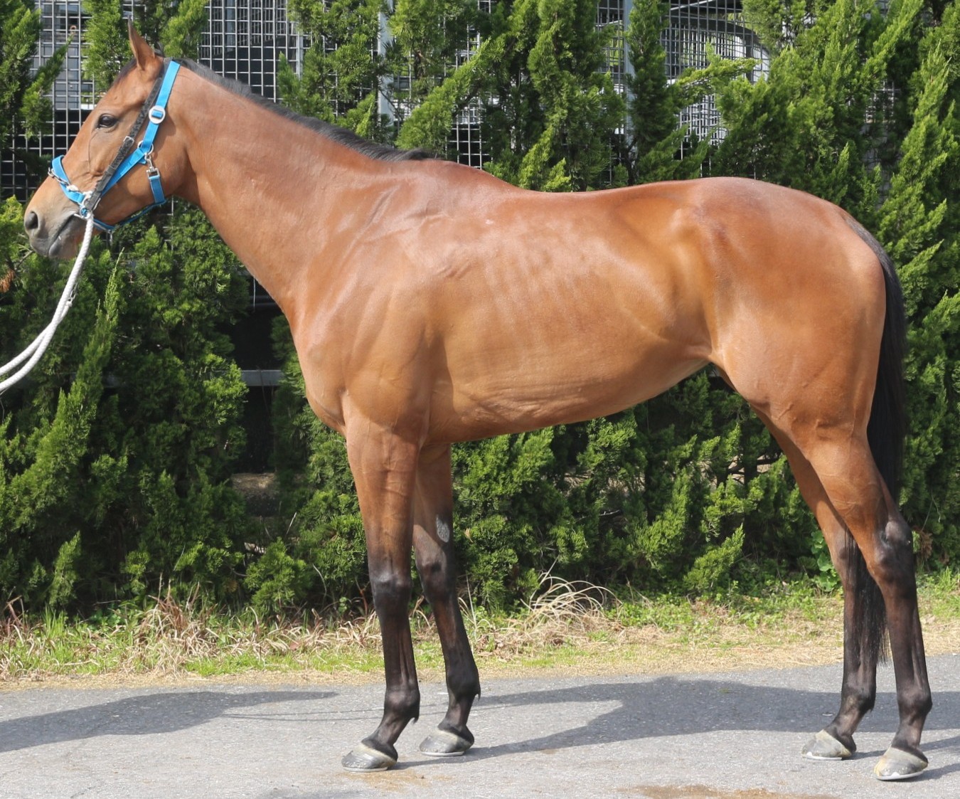 フラッシングレート　　牝６歳　　※中央競馬　登録抹消_main1