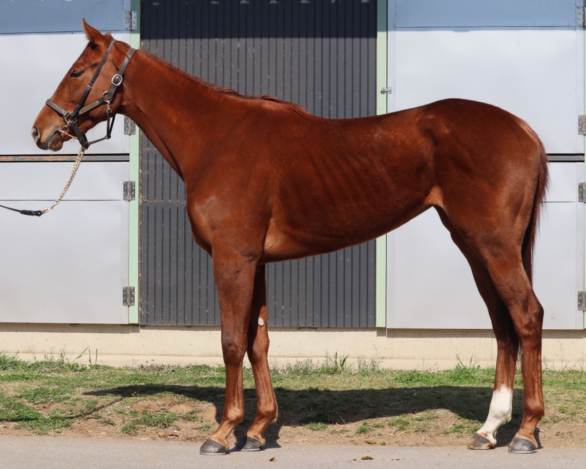 ナンヨーリクエスト　　牝３歳　　※中央競馬　登録抹消_main1