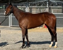 ドゥラルーナ　　牝４歳　　※中央競馬　登録抹消_main1