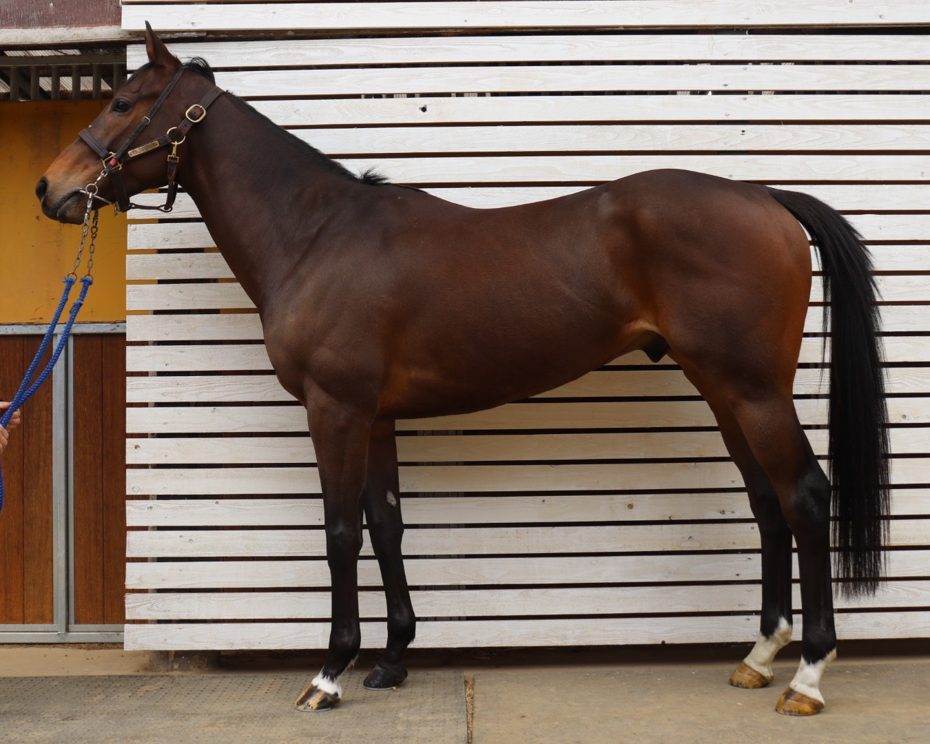 オメガドライヴ　　セン４歳　　※中央競馬　登録抹消_main1