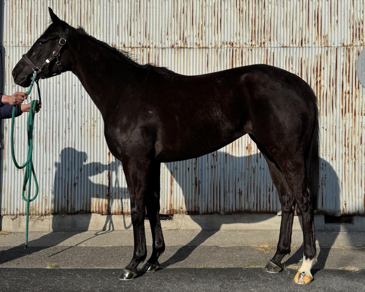 ウィステリアベル　　牝４歳　　※地方競馬　在籍_main1