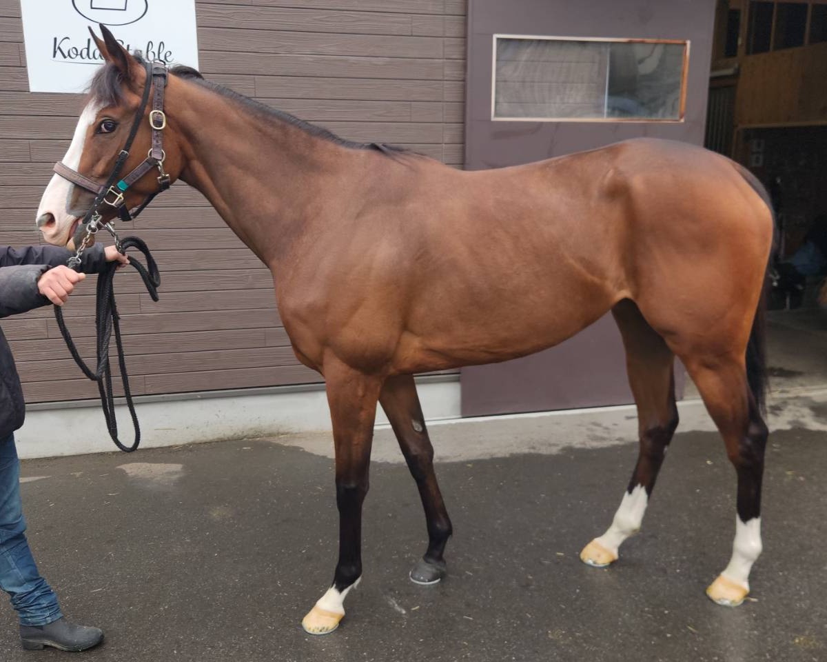 ピーカンパイ　　牝４歳　　※地方競馬　在籍_main1