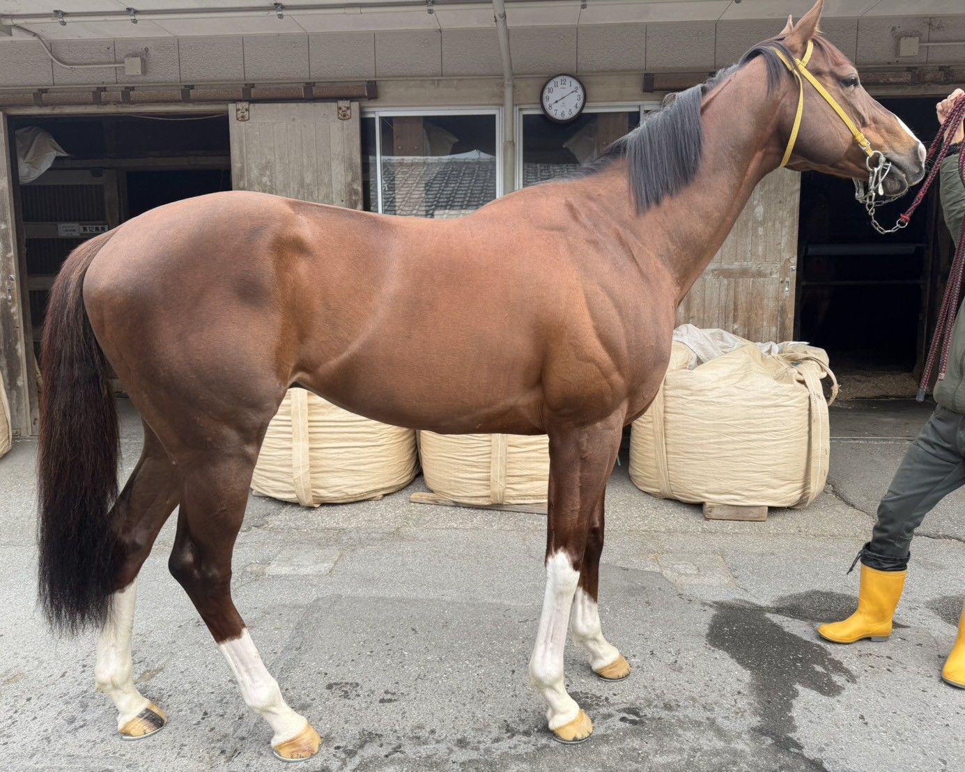 アポ　　牡７歳　　※地方競馬　在籍_main1