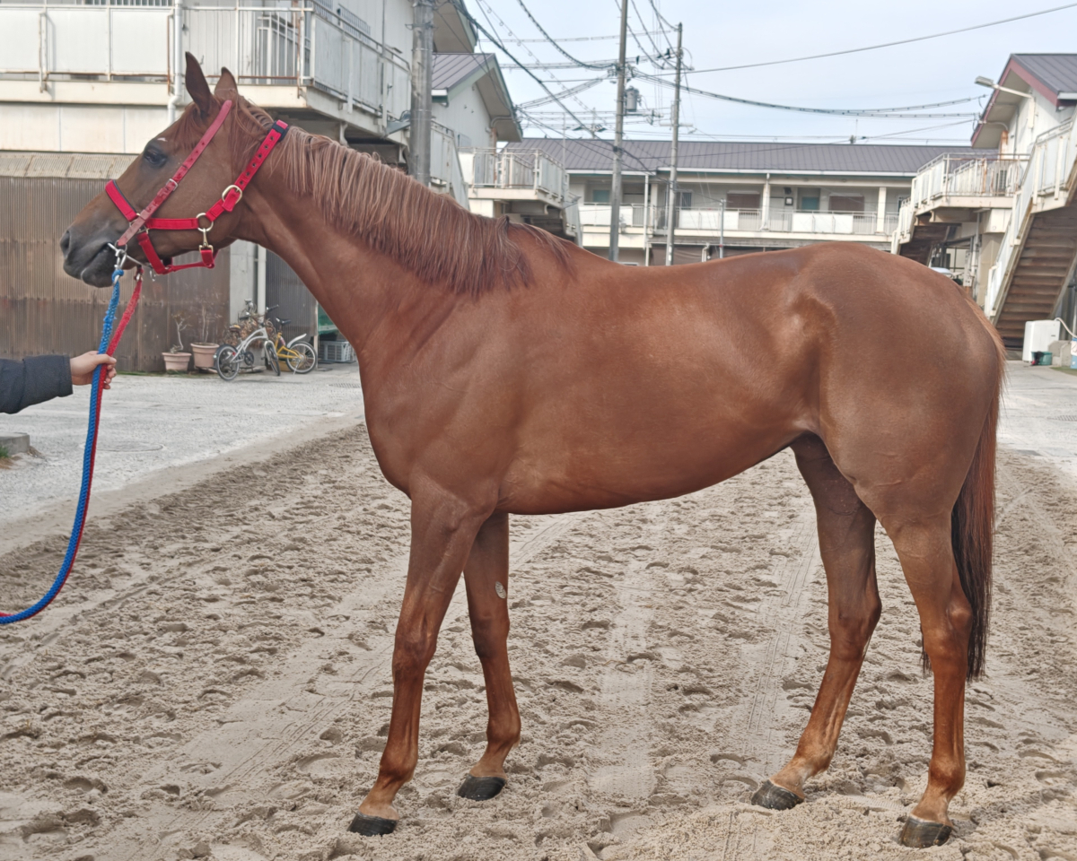 トゥザヒロイン　　牝７歳　　※地方競馬　在籍_main1