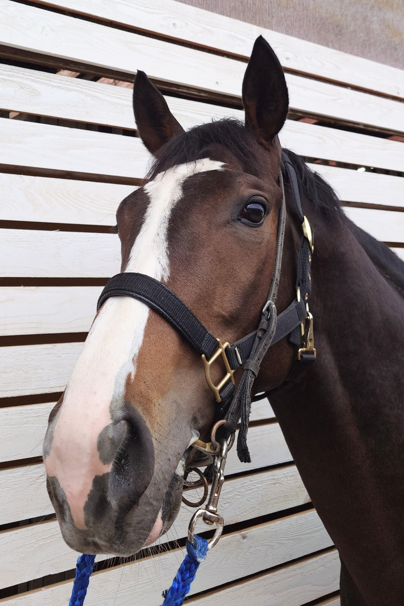 アクトサージ 牡3歳 ※中央競馬 登録抹消 | サラブレッドオークション