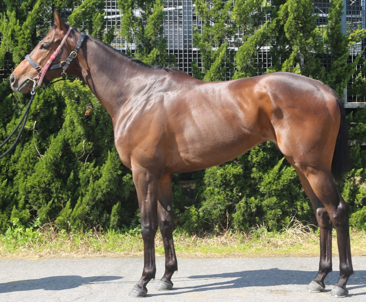 アックアヴィリーレ セン4歳 ※中央競馬 登録抹消 | サラブレッド