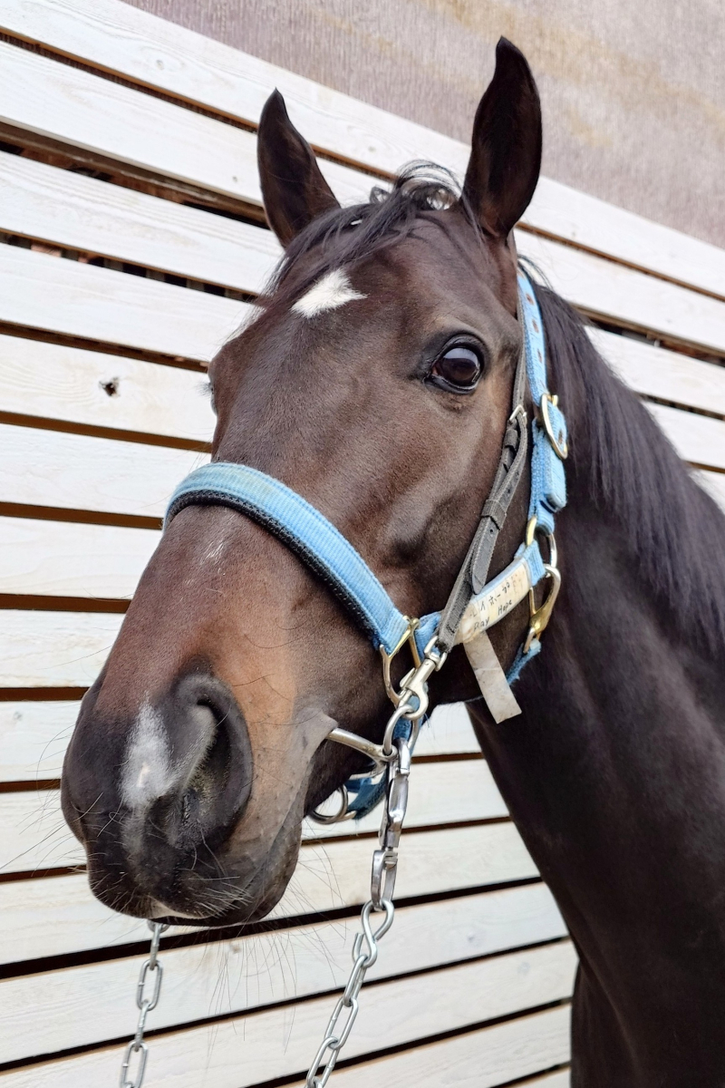 レイホープ 牡4歳 ※中央競馬 登録抹消 | サラブレッドオークション