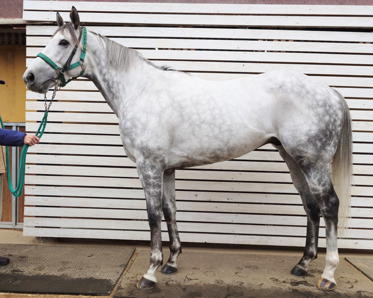 ウォルラス　　牡６歳　　※中央競馬　登録抹消_main1