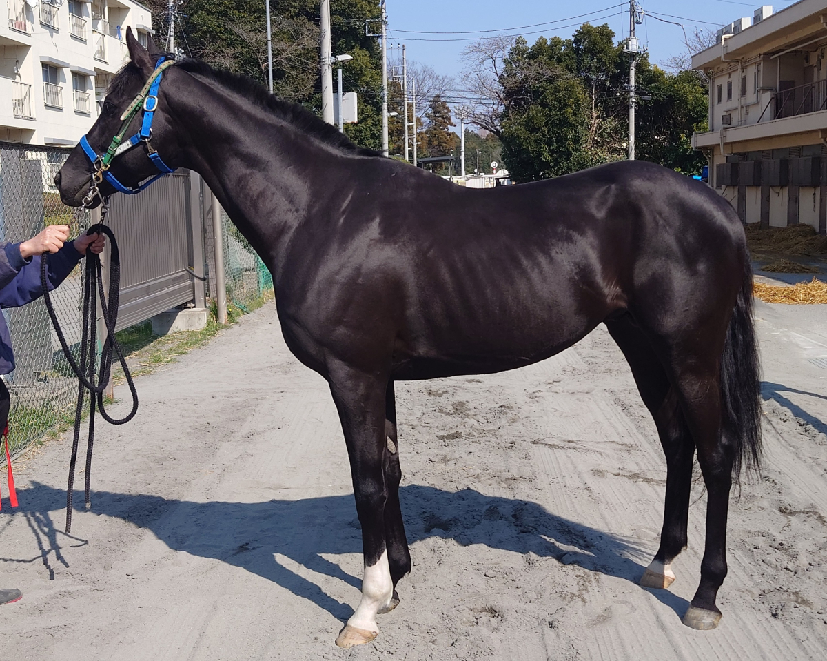 ヤマト 牡4歳 ※地方競馬 在籍 | サラブレッドオークション