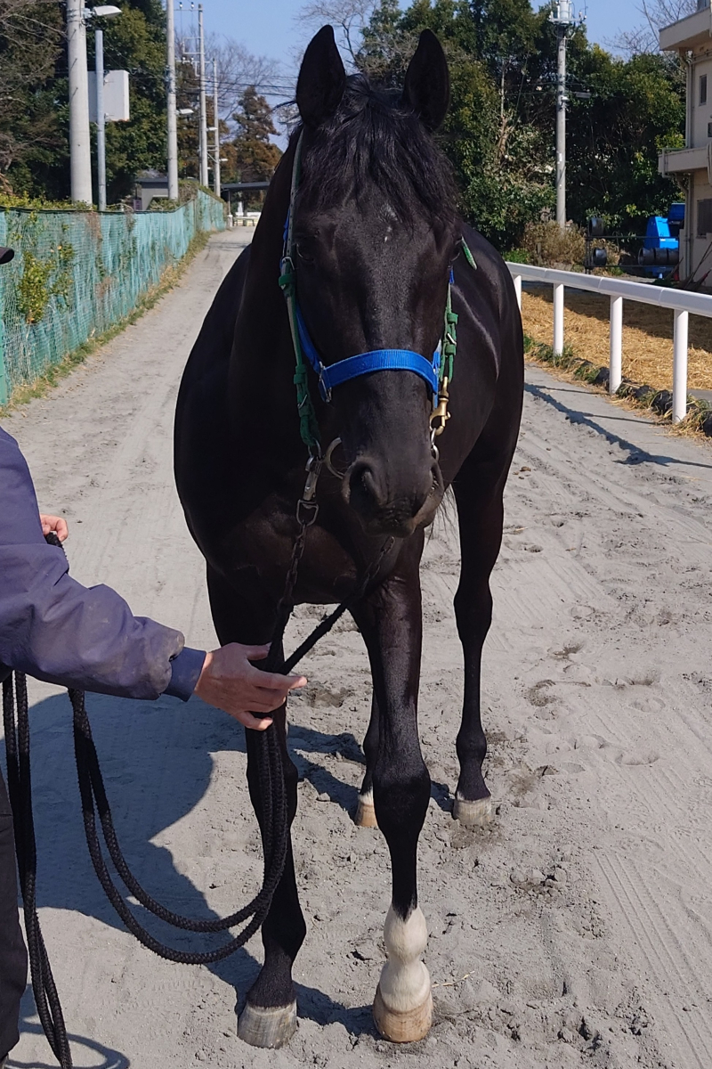 ヤマト 牡4歳 ※地方競馬 在籍 | サラブレッドオークション