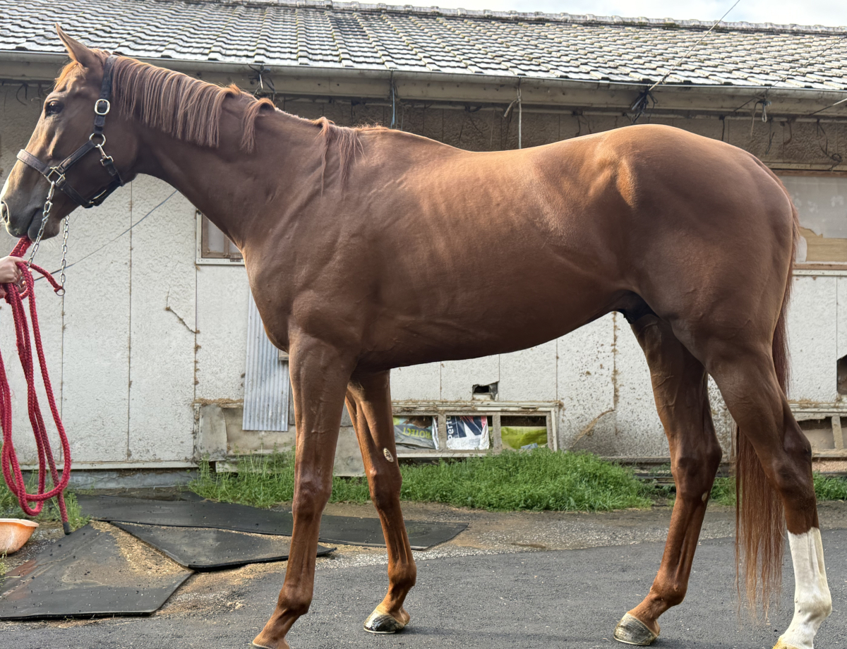 ピンゾロ　　牡４歳　　※地方競馬　在籍_main1