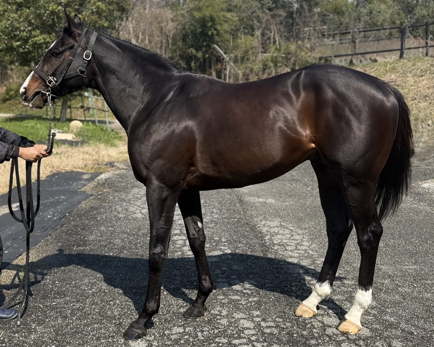 シシ 牡4歳 ※地方競馬 在籍 | サラブレッドオークション