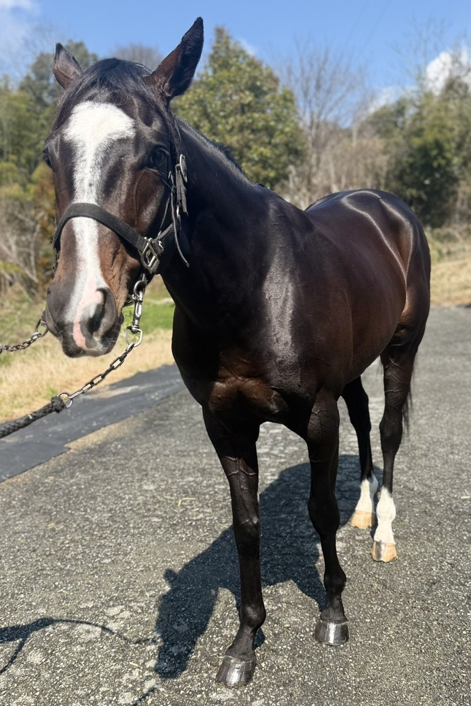 シシ 牡4歳 ※地方競馬 在籍 | サラブレッドオークション
