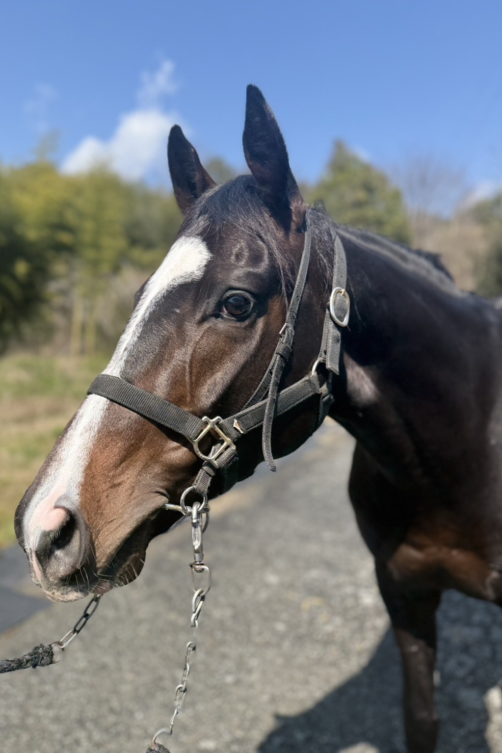 シシ 牡4歳 ※地方競馬 在籍 | サラブレッドオークション
