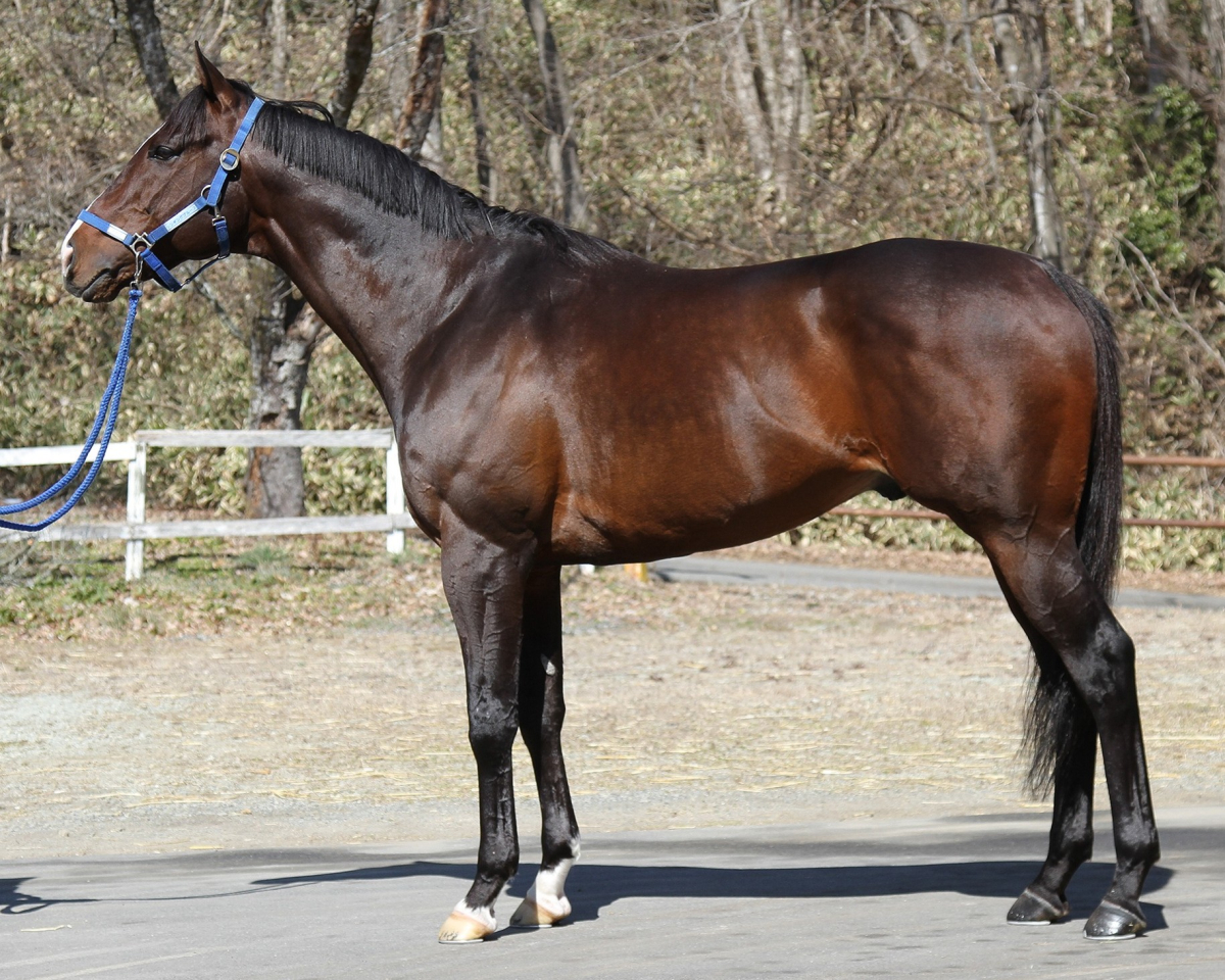 シンギングブルース（1/20口）　　牡７歳　　※地方競馬　在籍_main1