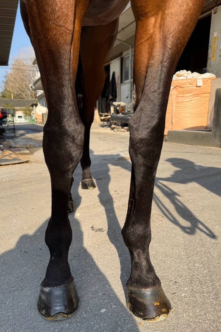 エイシンツーリング 牡7歳 ※地方競馬 在籍 | サラブレッドオークション