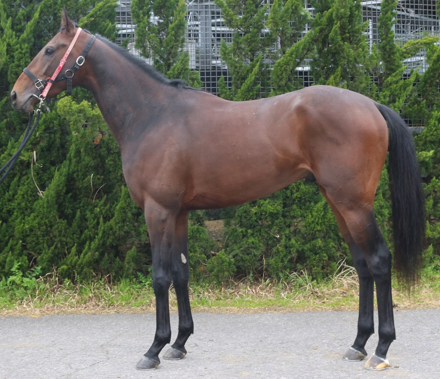 ビップレグルス　　牡３歳　　※中央競馬　登録抹消_main1