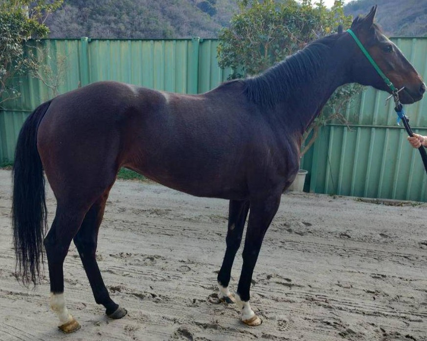 ユレマー 牝6歳 ※繁殖牝馬（空胎） | サラブレッドオークション