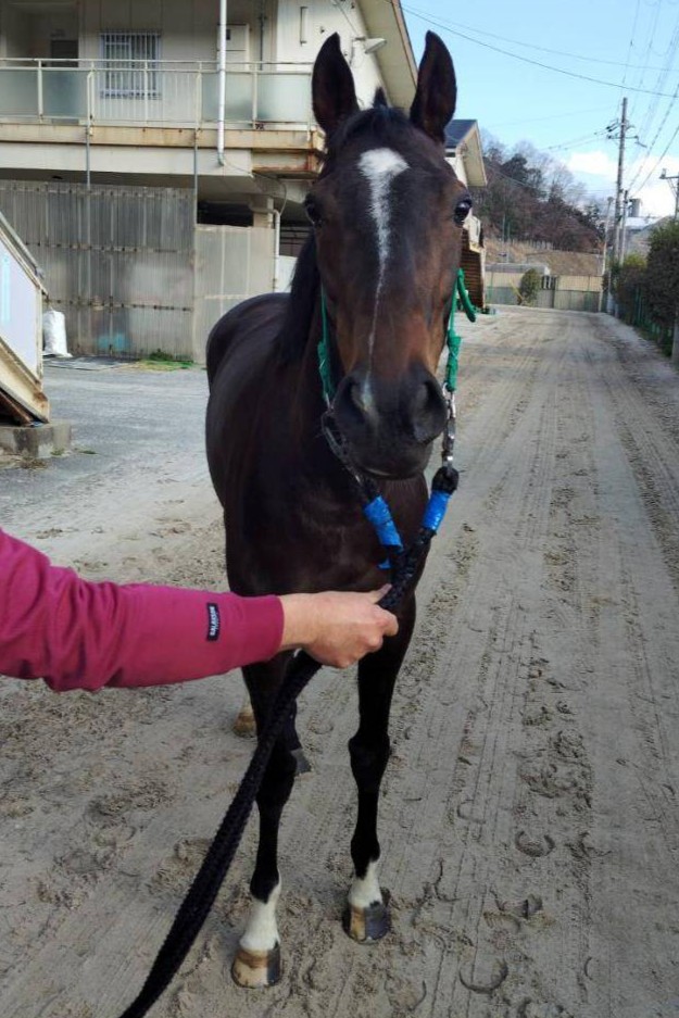 ユレマー 牝6歳 ※繁殖牝馬（空胎） | サラブレッドオークション