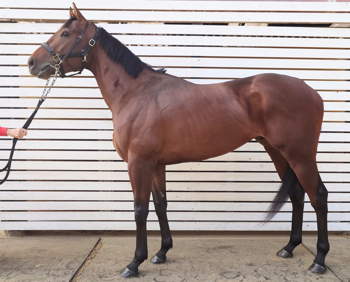 スペシャルシラー　　牡３歳　　※中央競馬　登録抹消_main1