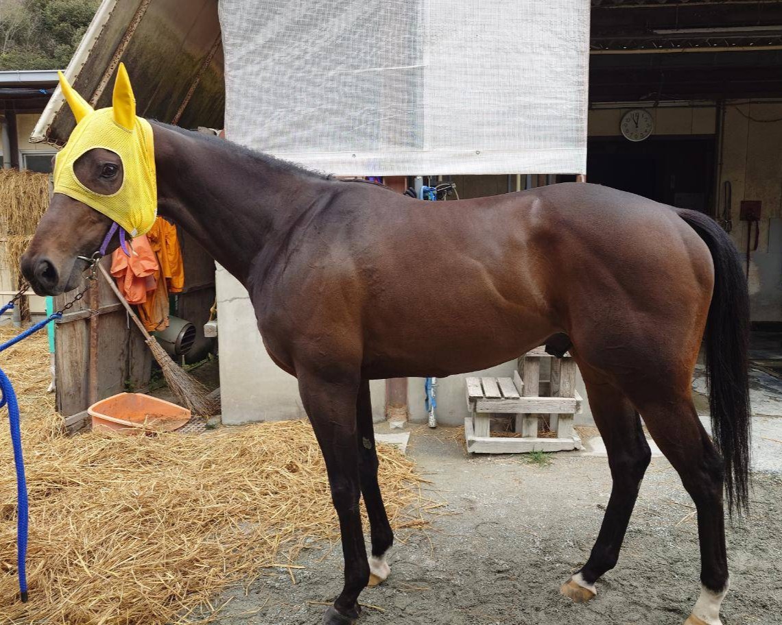 ワカギミ　　牡４歳　　※地方競馬　在籍_main1