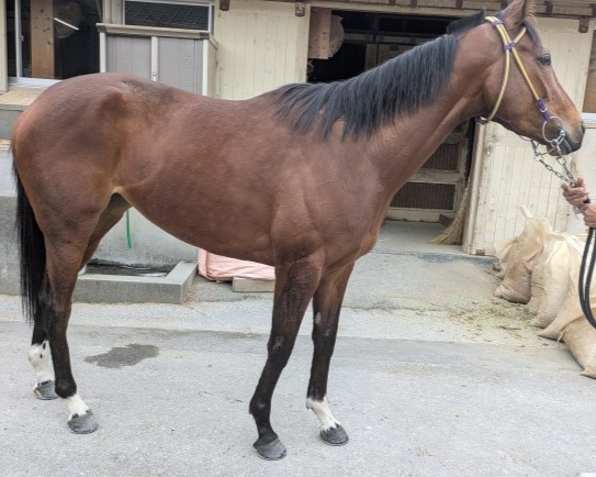 ニューウォーク　　牝４歳　　※地方競馬　在籍_main1