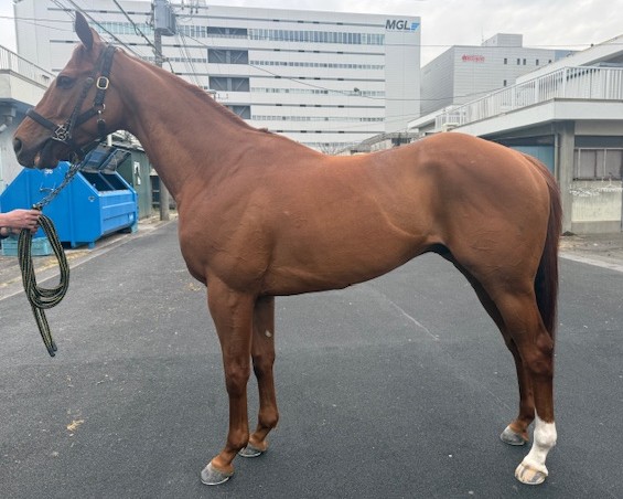 オールズフェア セン6歳 ※地方競馬 在籍 | サラブレッドオークション