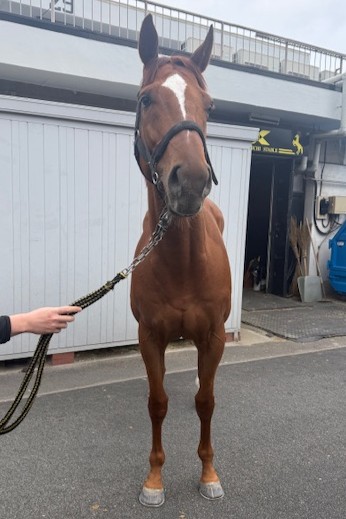 オールズフェア セン6歳 ※地方競馬 在籍 | サラブレッドオークション