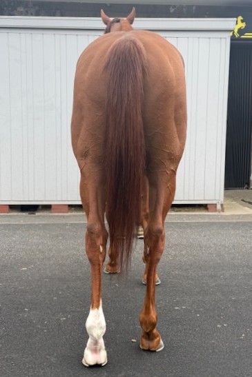 オールズフェア セン6歳 ※地方競馬 在籍 | サラブレッドオークション