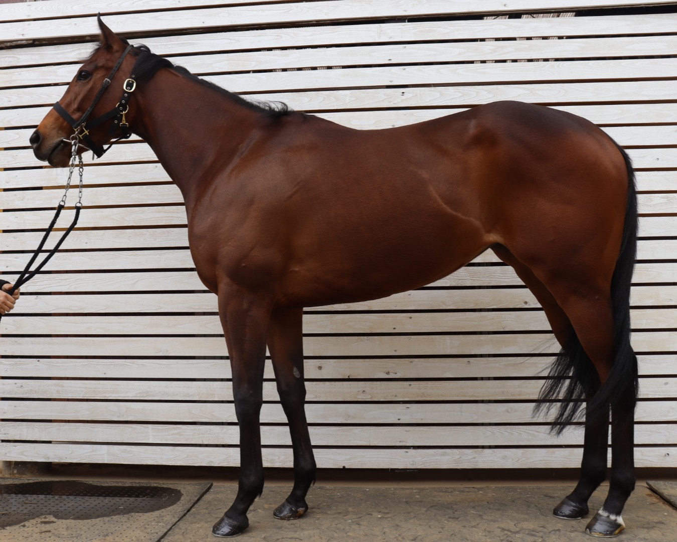 カワキタスズリノ　　牝３歳　　※中央競馬　登録抹消_main1