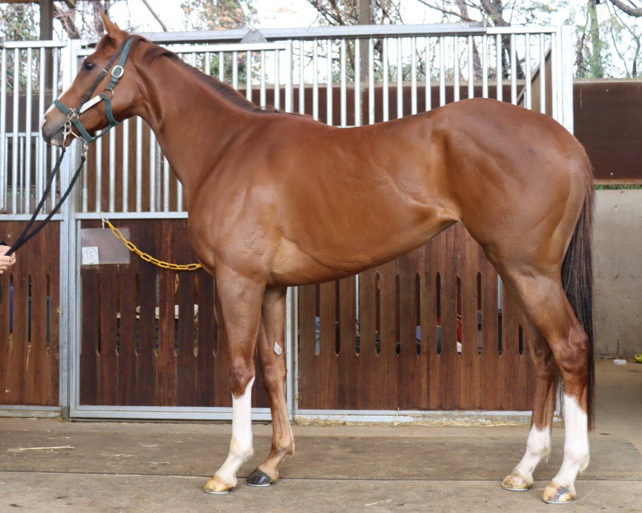 コスモシュンライ　　牝３歳　　※中央競馬　登録抹消_main1