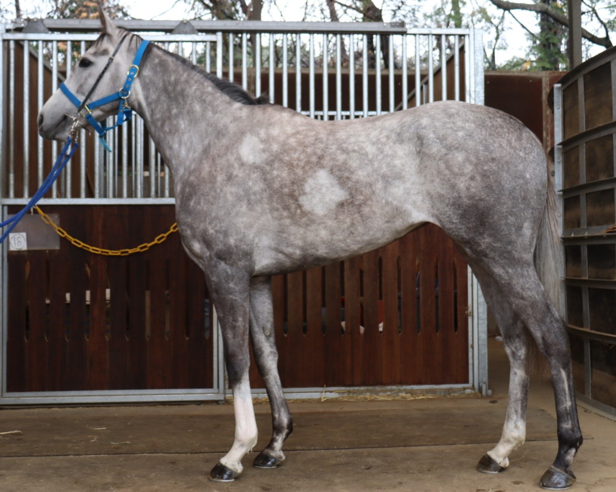 コリアンダーアイ　　牝３歳　　※中央競馬　登録抹消_main1