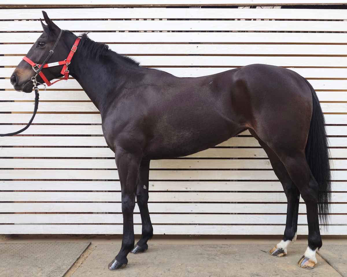 ジュンノシャップ　　牝３歳　　※中央競馬　登録抹消_main1