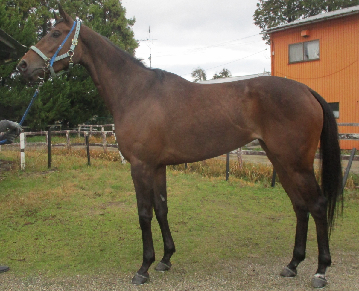 テセラグラディウス　　牝３歳　　※中央競馬　登録抹消_main1