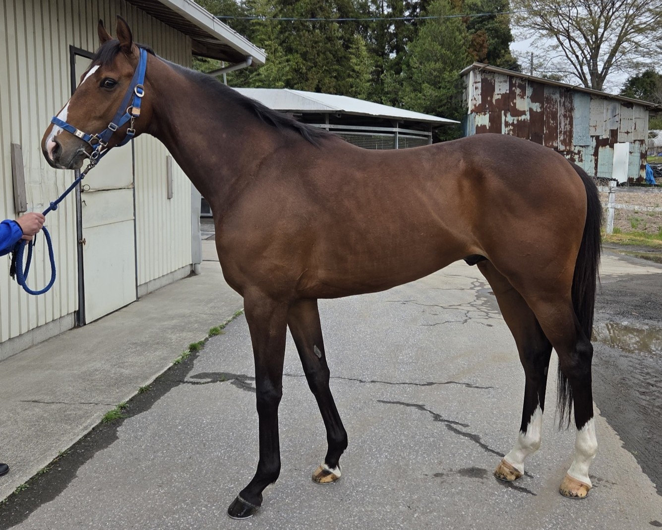 ノーブルウェザー　　牡３歳　　※中央競馬　登録抹消_main1