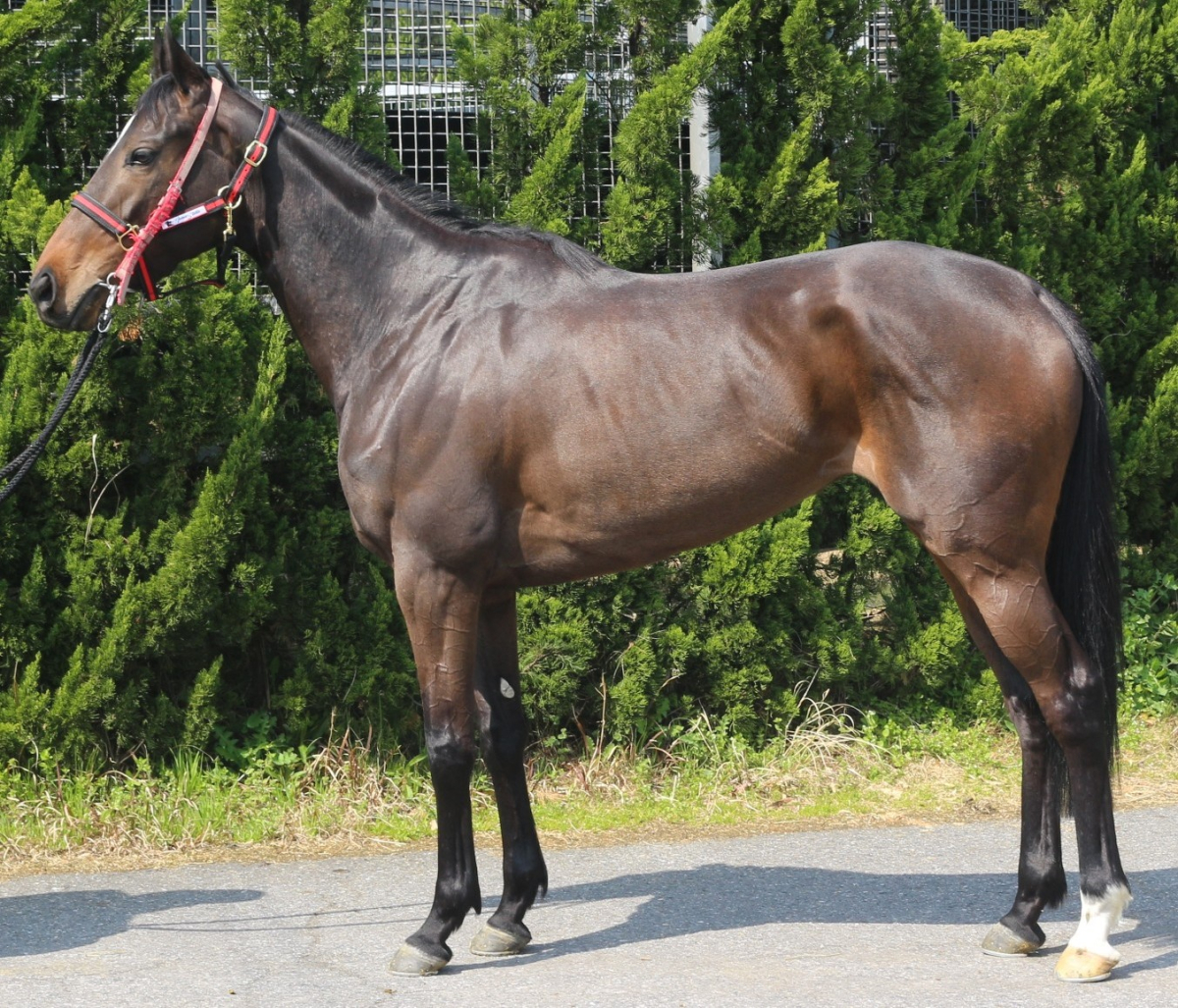 ポプリーニ　　牝３歳　　※中央競馬　登録抹消_main1