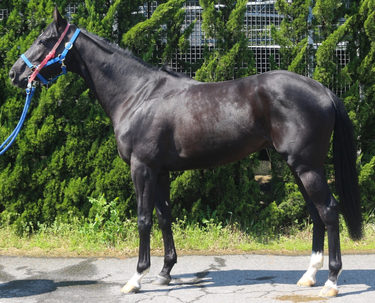 プラウドブルーベル　　牡３歳　　※中央競馬　登録抹消_main1