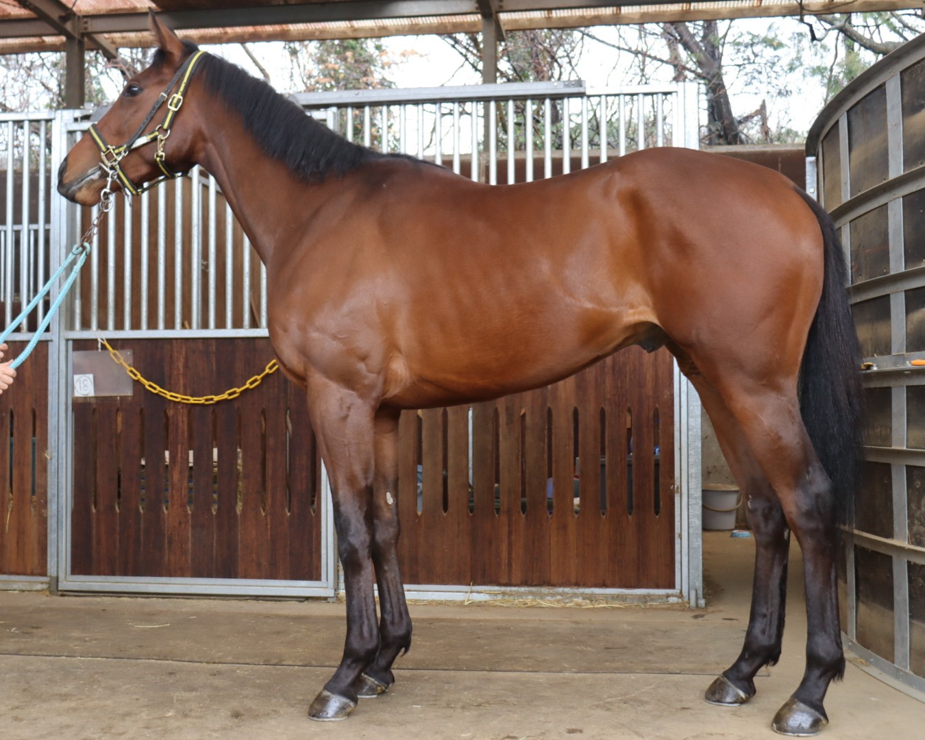 マイネルラジェム　　牡３歳　　※中央競馬　登録抹消_main1