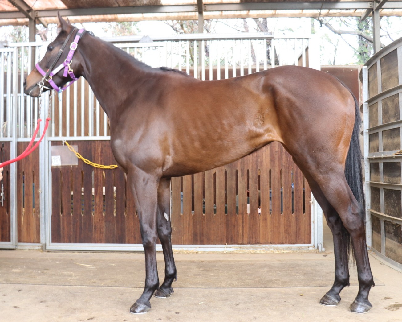 スターアライズ　　牝３歳　　※中央競馬　登録抹消_main1