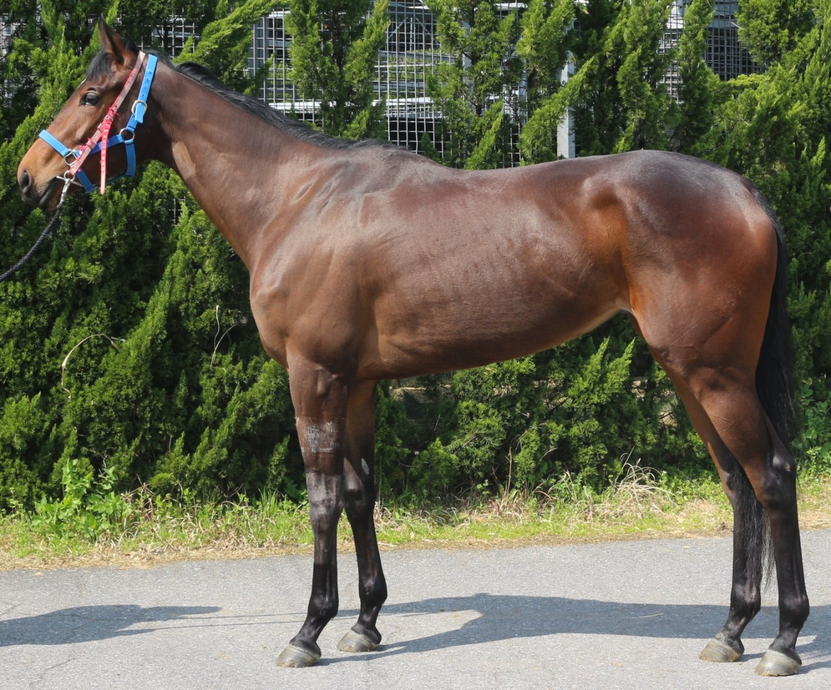 アークブリッツ　　牝３歳　　※中央競馬　登録抹消_main1