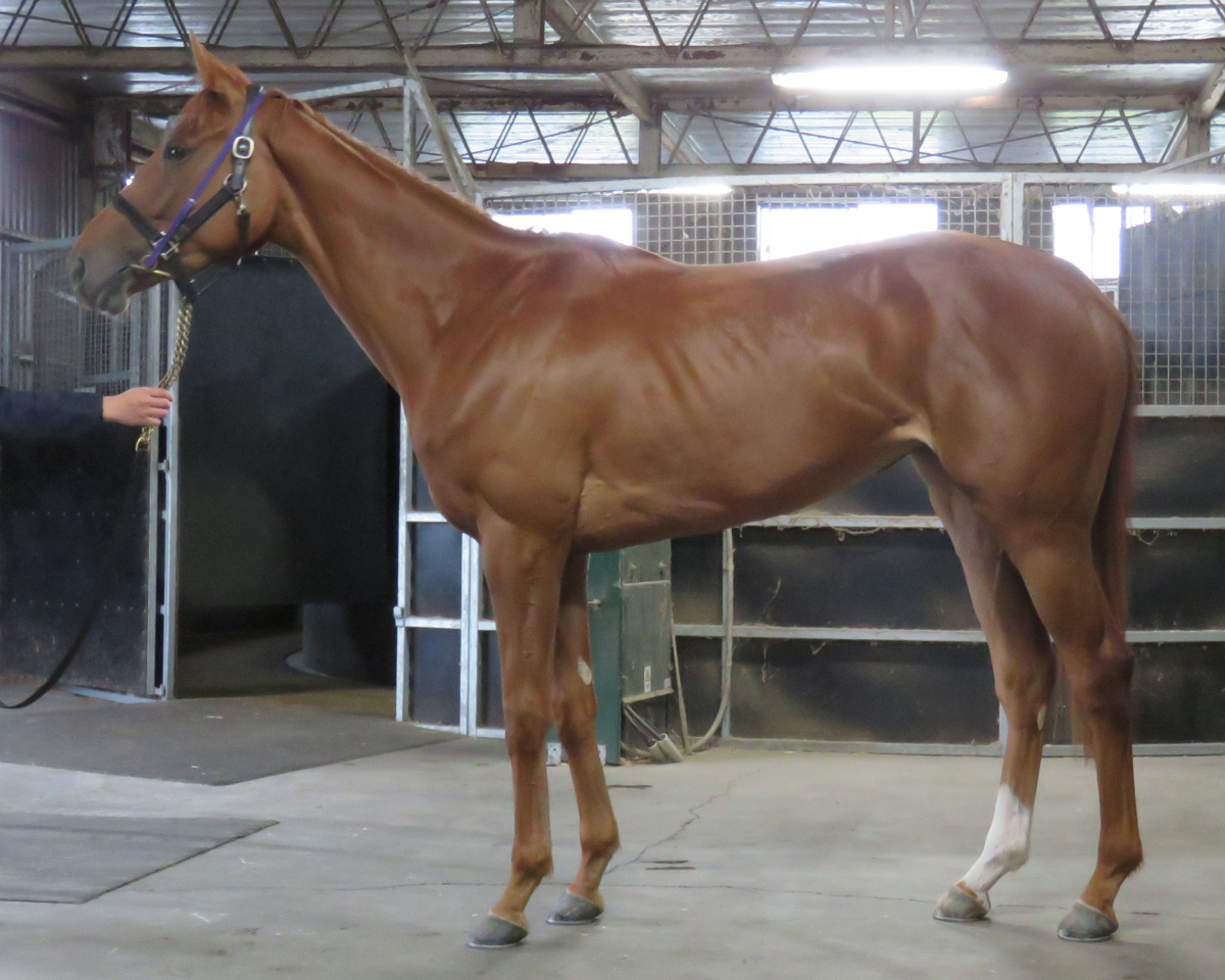 セニング　　牝３歳　　※中央競馬　登録抹消_main1