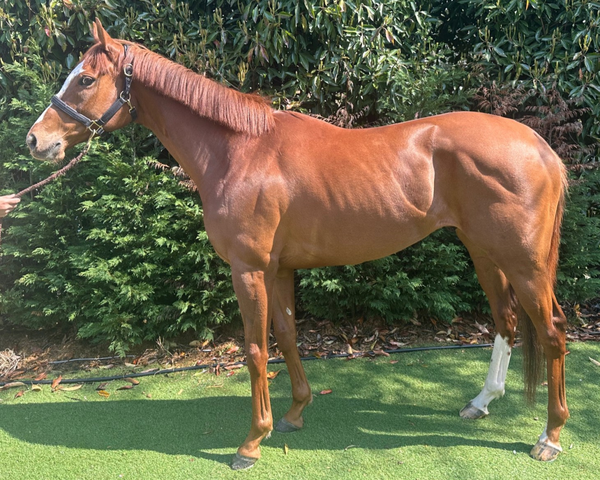 アラバンサ　　セン４歳　　※中央競馬　登録抹消_main1