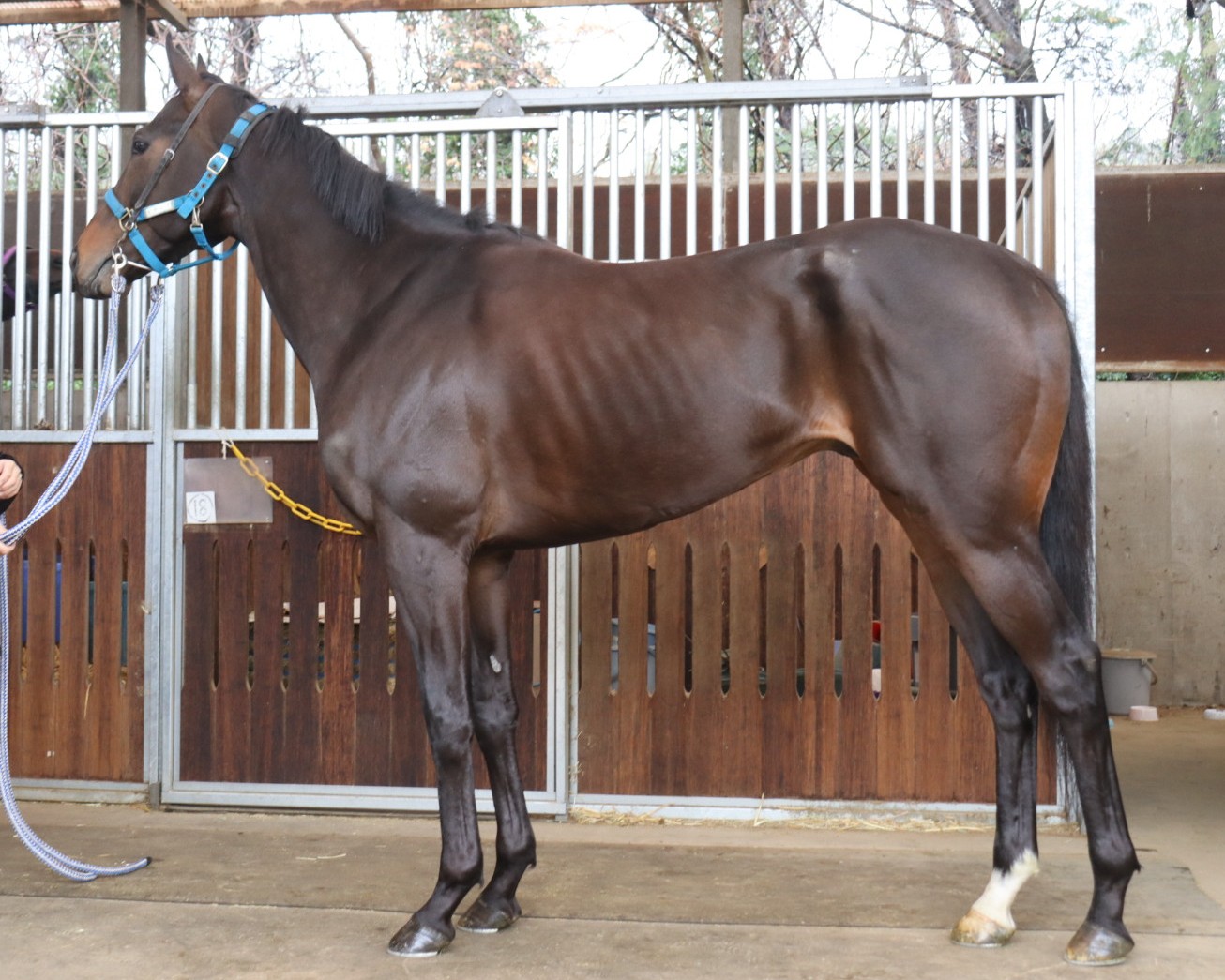 ケアンズ　　牡４歳　　※中央競馬　登録抹消_main1