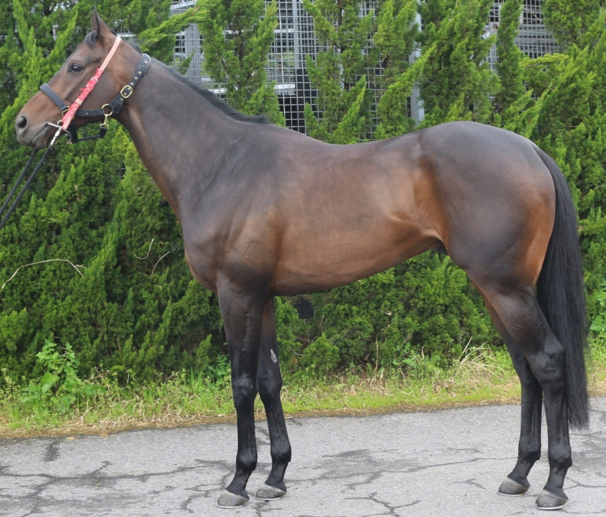 ウォーターハウス　　セン６歳　　※中央競馬　登録抹消_main1