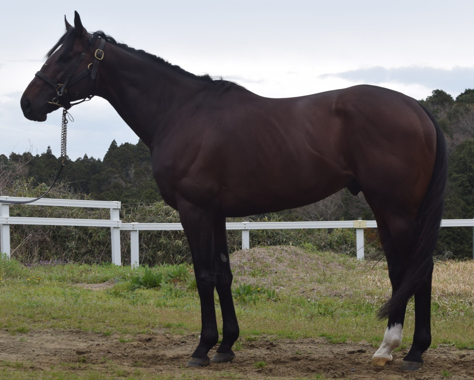 ハードワイヤード　　牡６歳　　※中央競馬　登録抹消_main1