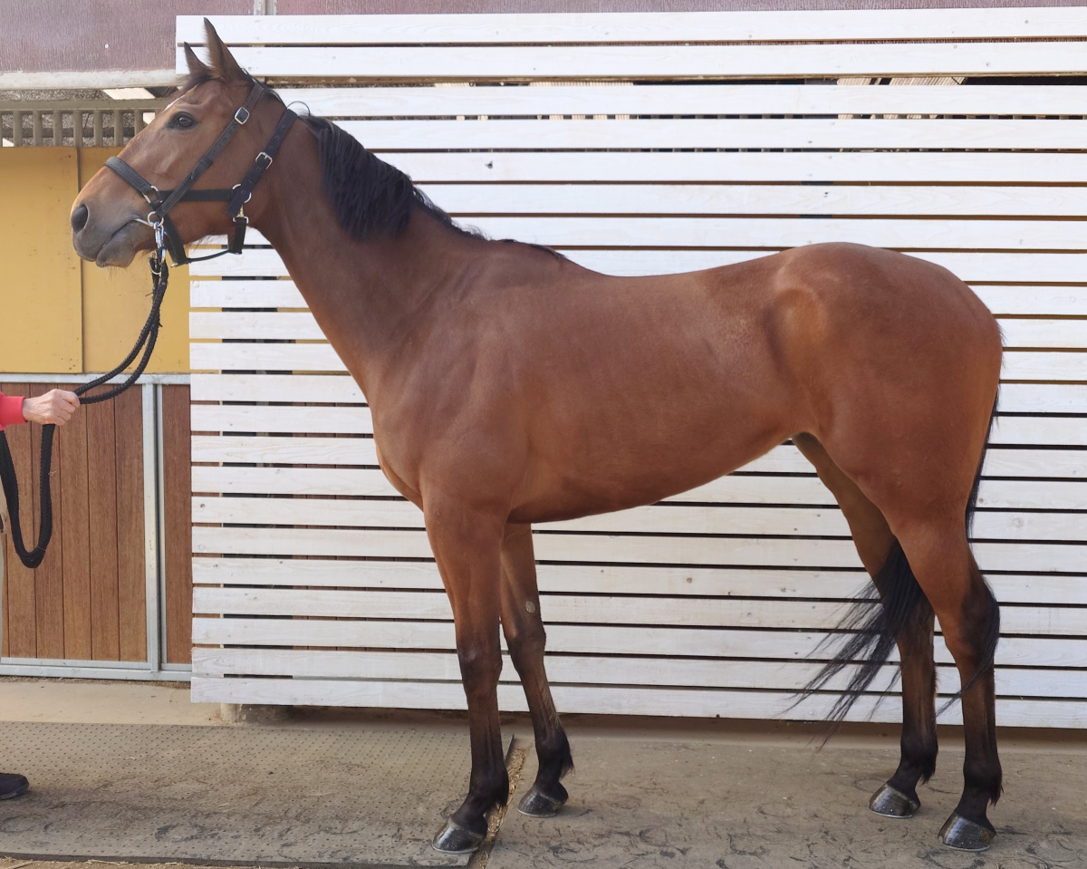 アルカイックスター　　牝３歳　　※地方競馬　在籍_main1