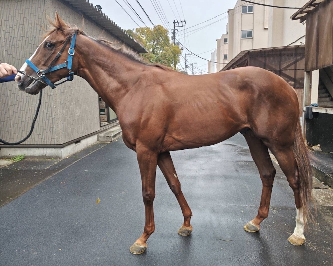 ヴィクストリア　　牡４歳　　※地方競馬　在籍_main1