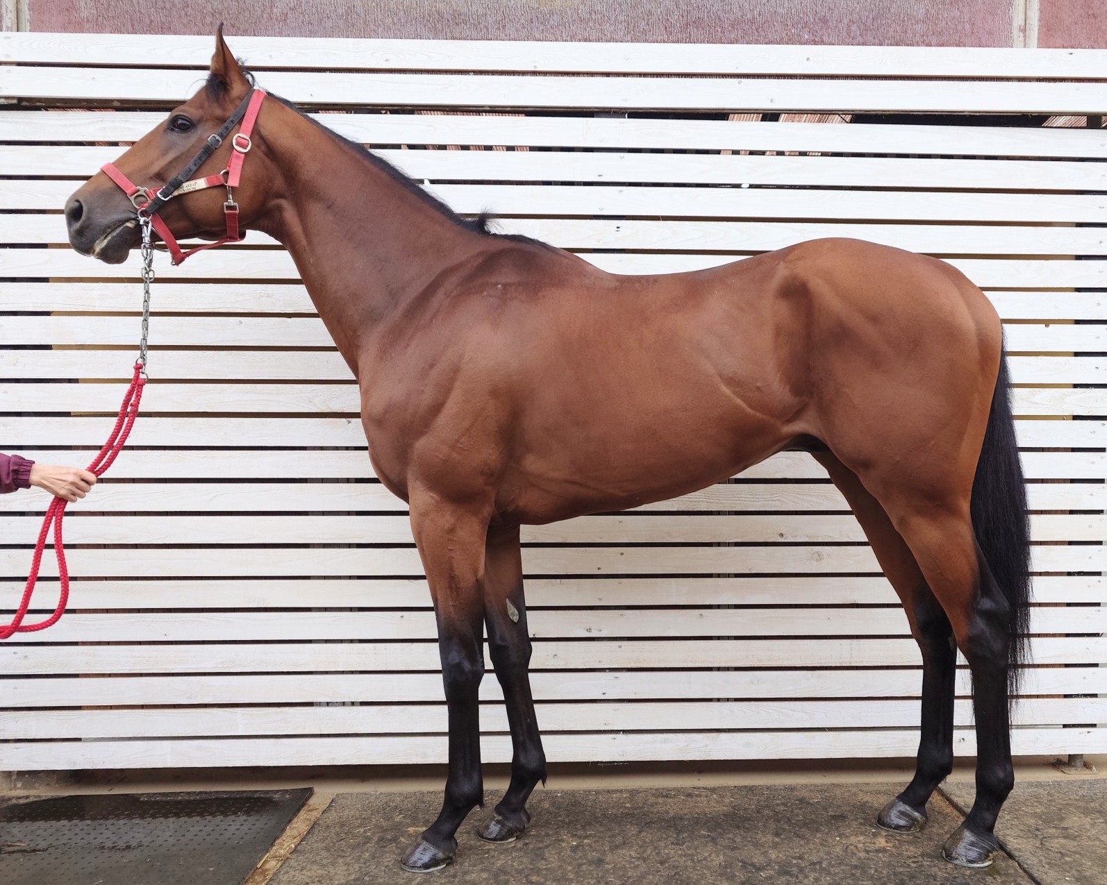 プレシャストップ　　牡４歳　　※地方競馬　在籍_main1